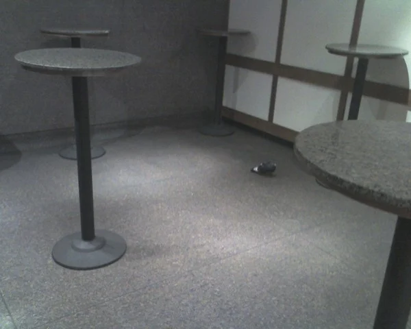 Pigeon in its native habitat. - feature image