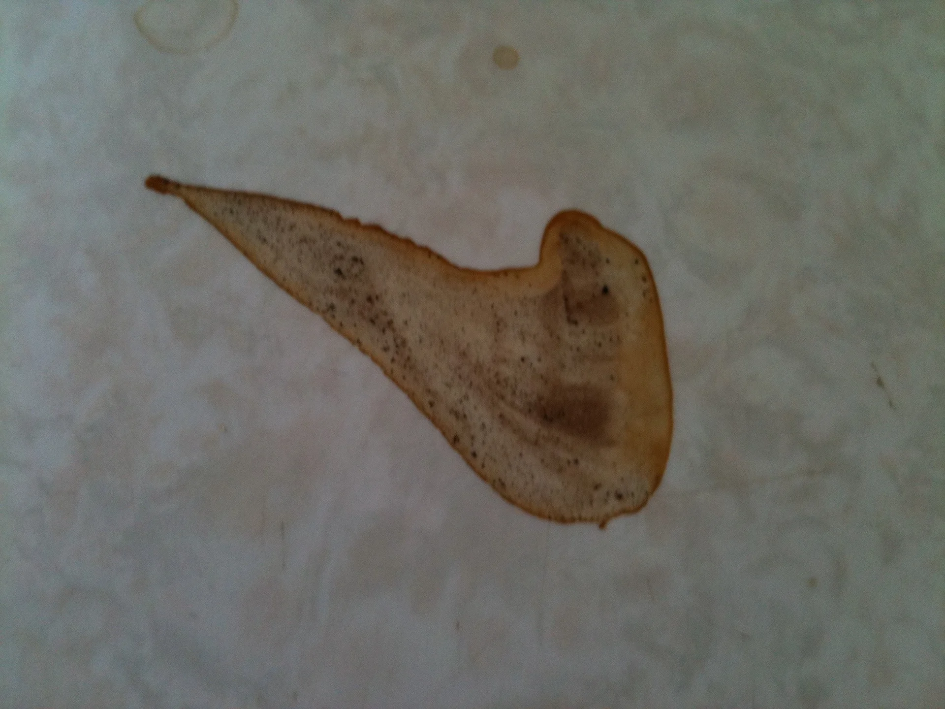 Astute comment from 5 year old girl: "Oh, wow! Its - feature image