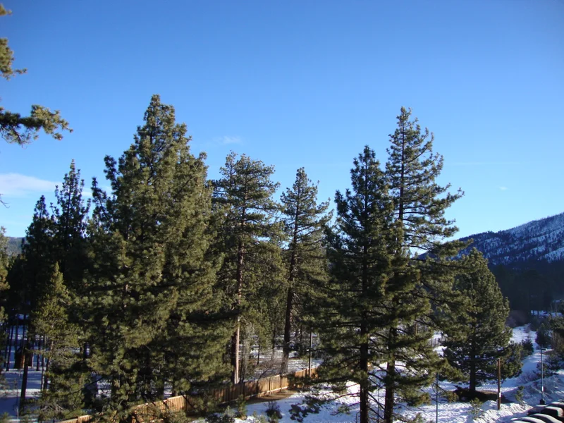 Tahoe Trip - gallery