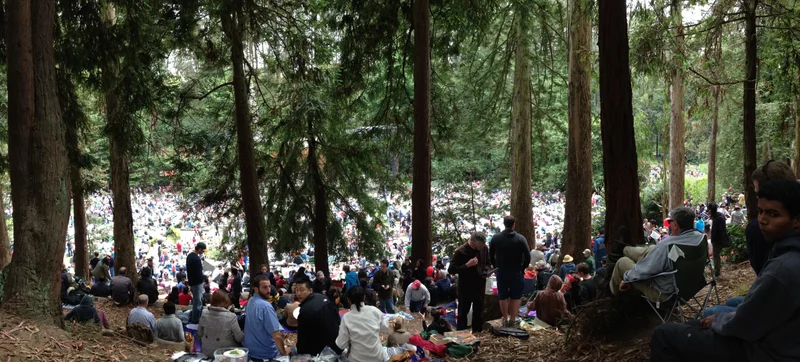 Stern Grove - feature image