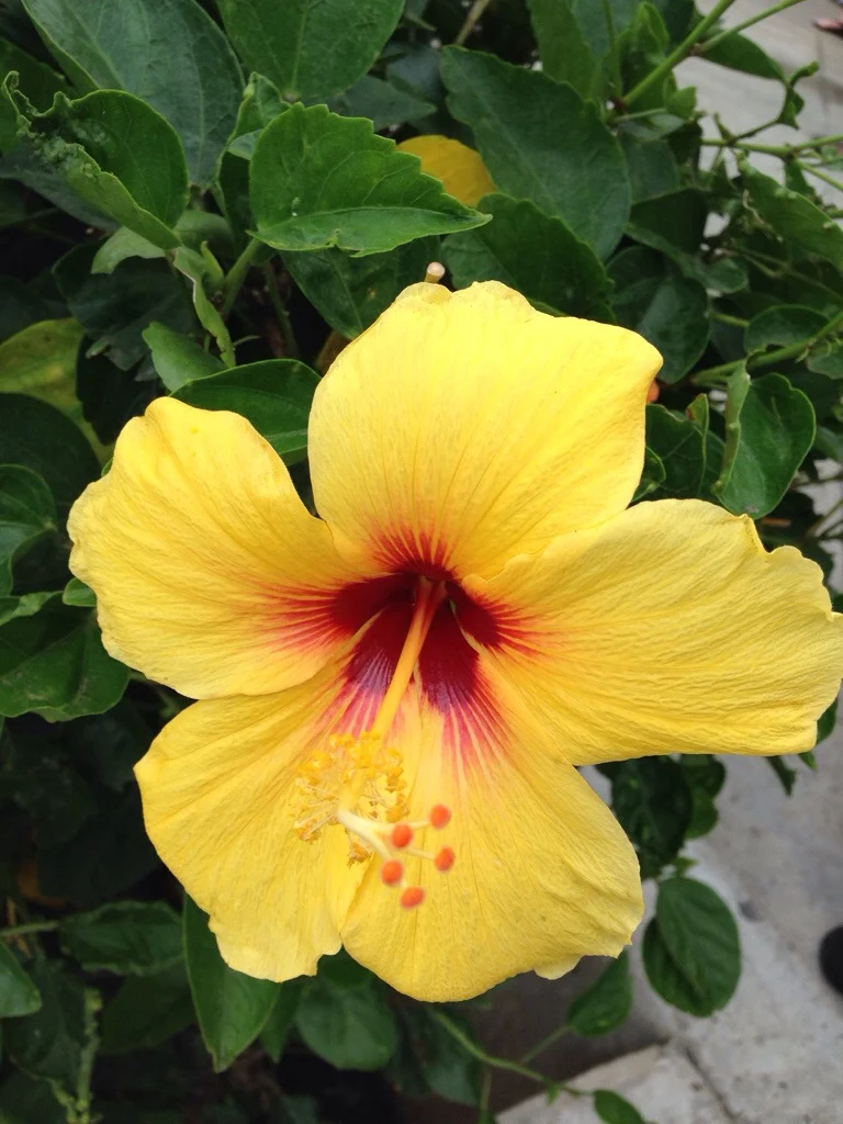 Hawai'i - gallery image 3