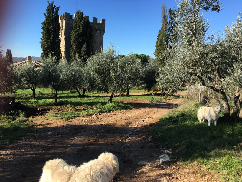 Tuscany - gallery image 29