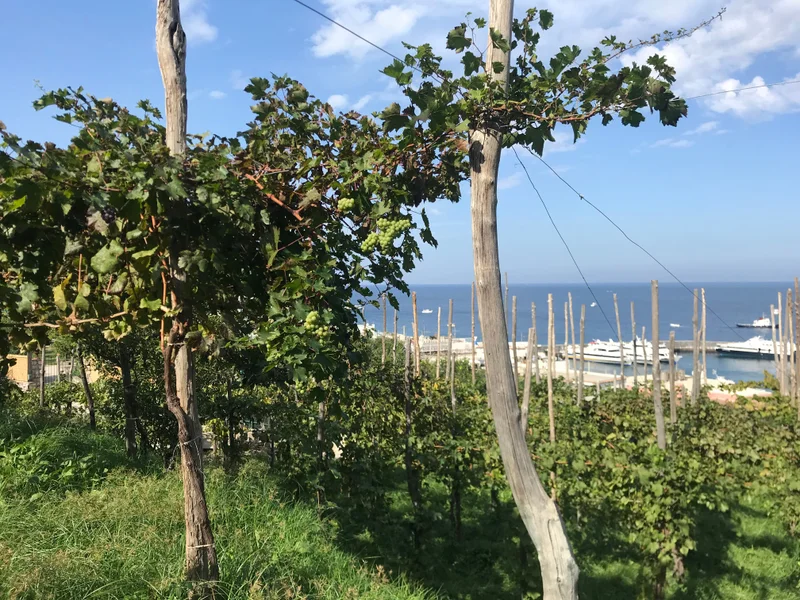 Capri - gallery image 2