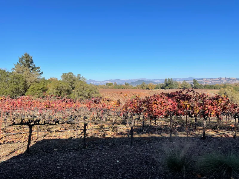 Sonoma - gallery image 7