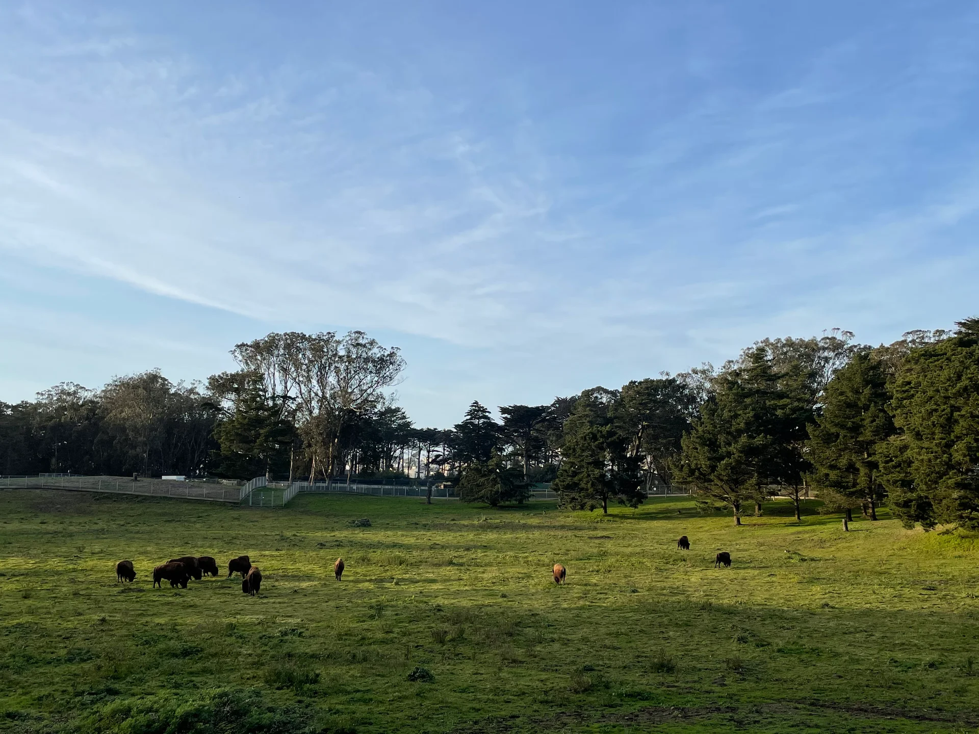 SF Bison - feature image