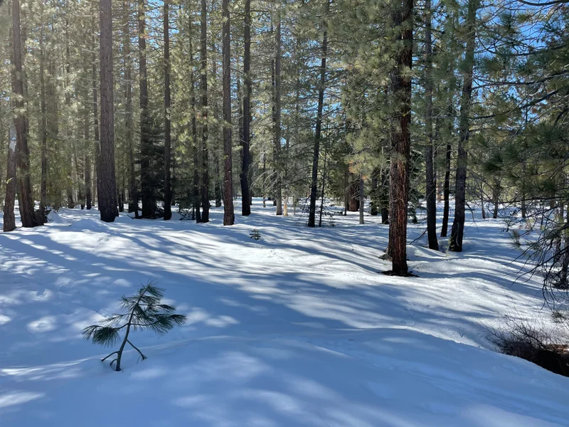 Donner - gallery image 5