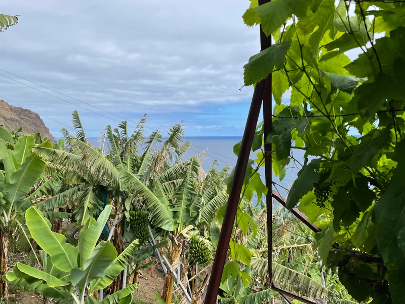 Madeira - gallery image 2