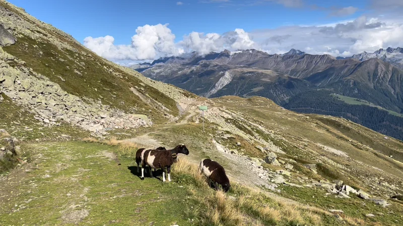 The hills are alive... - feature image