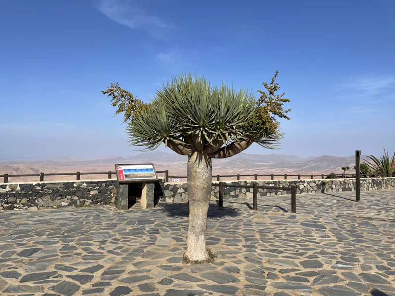 Fuerteventura - gallery image 11